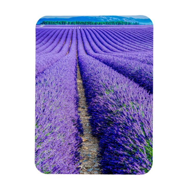 Rader av lavendel, Provence, Frankrike Magnet (Vertikal)