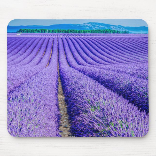 Rader av lavendel, Provence, Frankrike Musmatta (Framsidan)