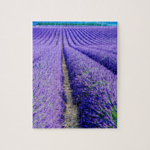 Rader av lavendel, Provence, Frankrike Pussel