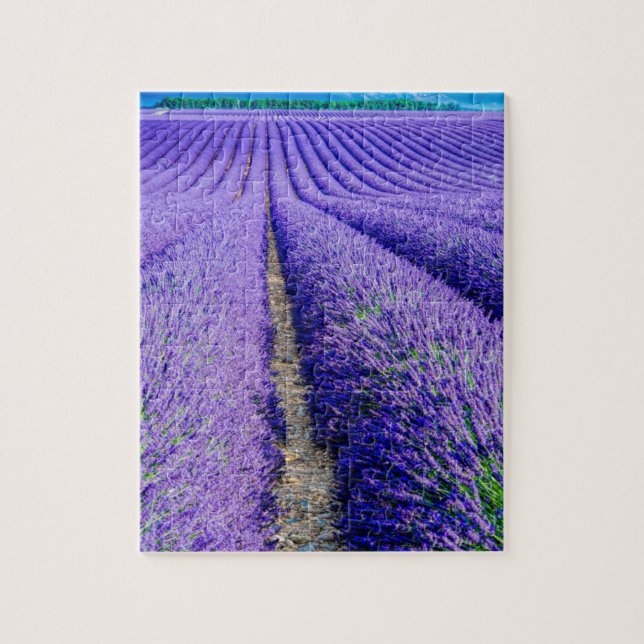 Rader av lavendel, Provence, Frankrike Pussel (Vertikal)
