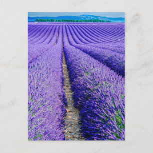 Rader av lavendel, Provence, Frankrike Vykort