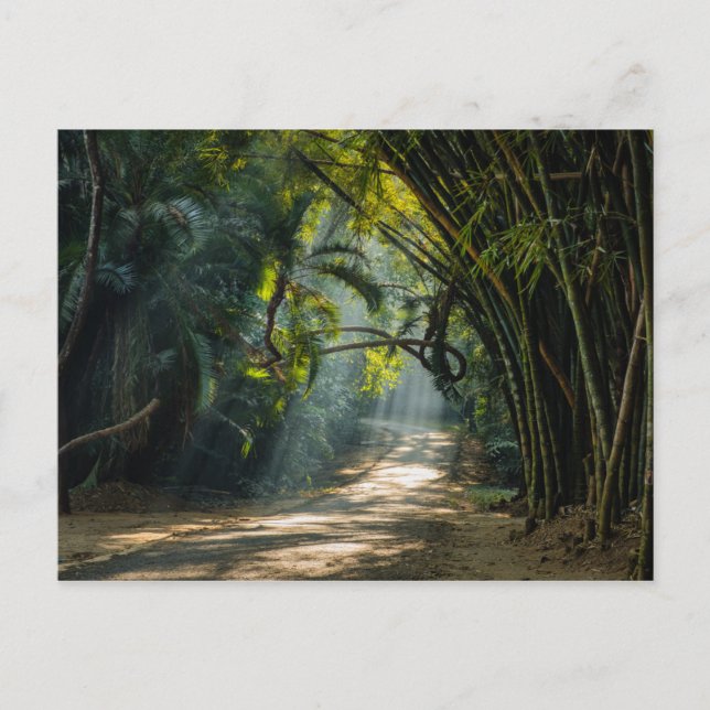 Rader i Bamboo Vykort (Framsida)