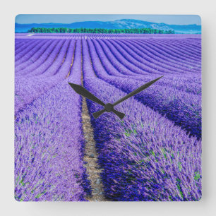 Rader i Lavender, Provence, Frankrike Fyrkantig Klocka
