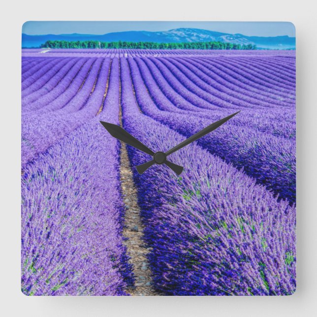 Rader i Lavender, Provence, Frankrike Fyrkantig Klocka (Framsida)