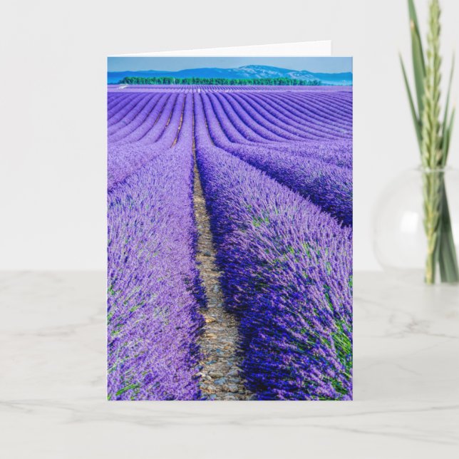 Rader i Lavender, Provence, Frankrike Kort (Framsida)