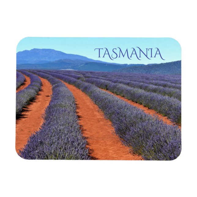 Rader på lavender Plants i Bloom, Tasmania Magnet (Horisontell)