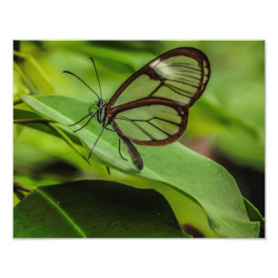 Radera vinge-butterfly fototryck