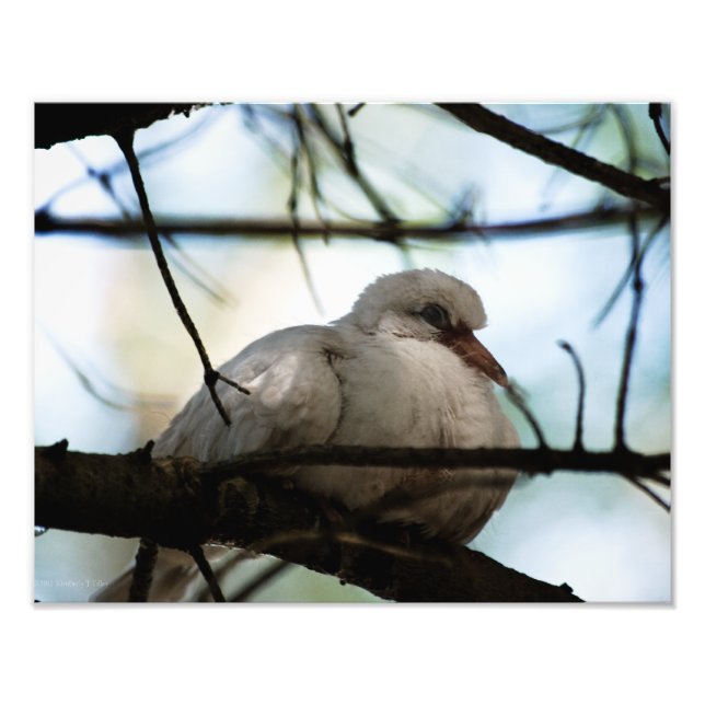 Radhuvud Fototryck (Framsidan)