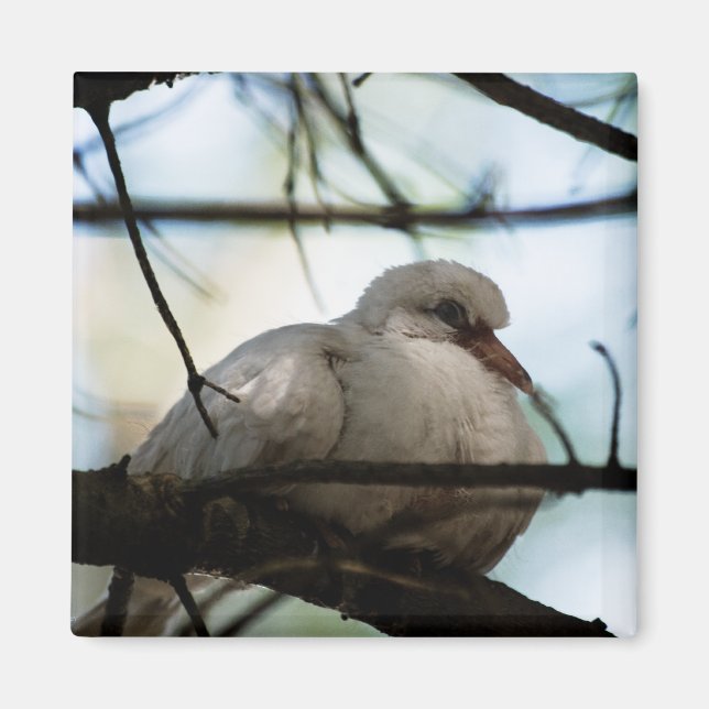 Radhuvud Magnet (Framsidan)