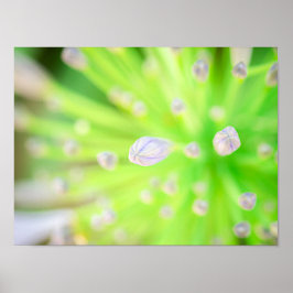 Radiance in Bloom: Morning Agapanthus Poster