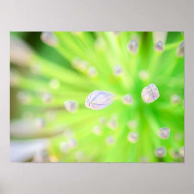 Radiance in Bloom: Morning Agapanthus Poster (Framsidan)