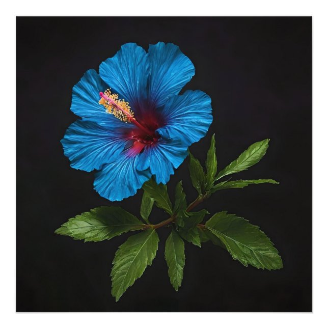 "Radiant Blue: Hibiscus Flower on Black Fototryck (Framsidan)