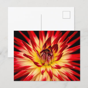 Radiant Gult och rött blomma, Blommigtens närbild Vykort