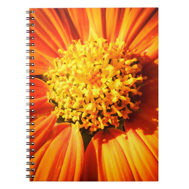 Radiant Orange Flower Macro Notebook Nature Photo Anteckningsbok (Framsidan)