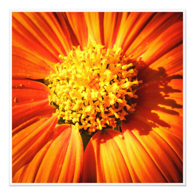 Radiant Orange Flower Macro Wall Art Print Photo Fototryck (Framsidan)