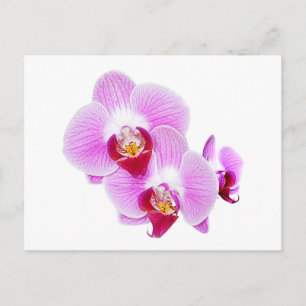 Radiant orchid Closeup-foto Vykort