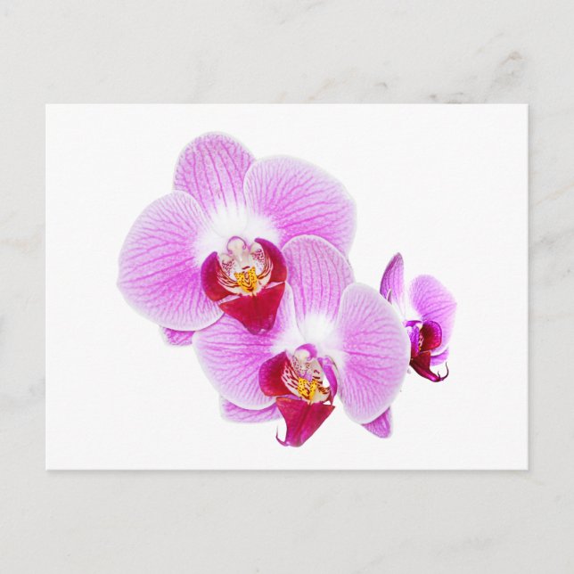 Radiant orchid Closeup-foto Vykort (Framsida)
