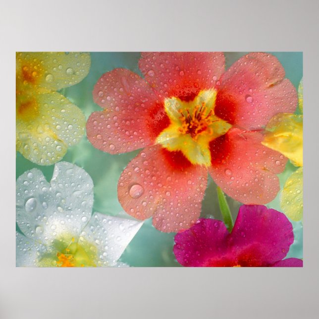 Radiant Primrose Poster (Framsidan)