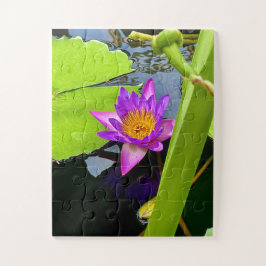 Radiant Purple Water Lily in Tranquil Pond Pussel