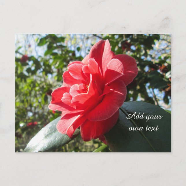 Radiant Red Camellia - Personlig Vykort (Framsida)