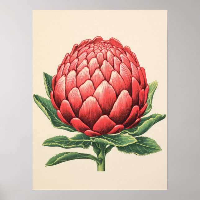 Radiant Red Protea Blommar Poster (Framsidan)