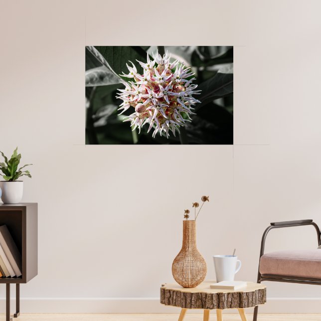 Radiant renhet: Vit soja Milkweed Flower Photo Poster (Vardagsrum 3)