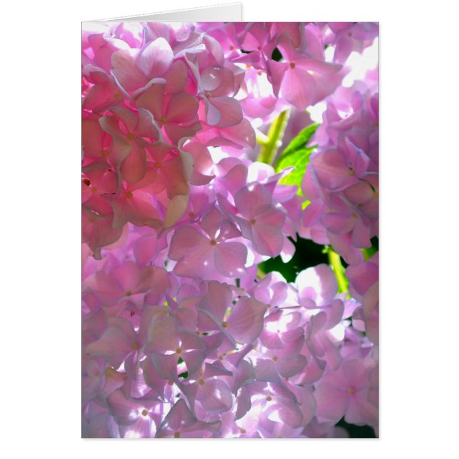Radiant Rosa Hydrangeas, rosa blommor rosa blommor Hälsningskort (Framsidan)