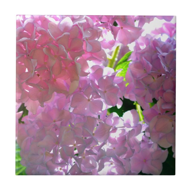 Radiant Rosa Hydrangeas, rosa blommor rosa blommor Kakelplatta (Framsidan)