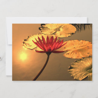 Radiant Vatten Lily med reflekterande Sol