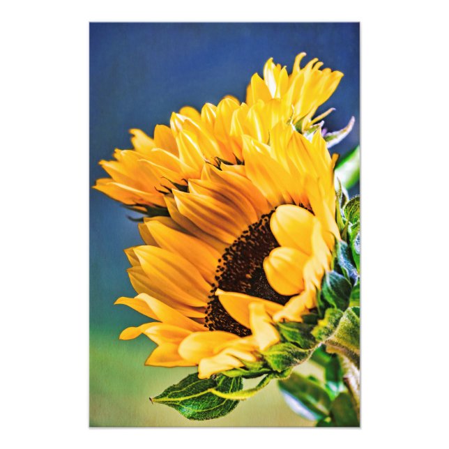 Radianta solblommor fototryck (Framsidan)