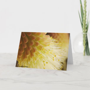 Radient Torch Lily Kort
