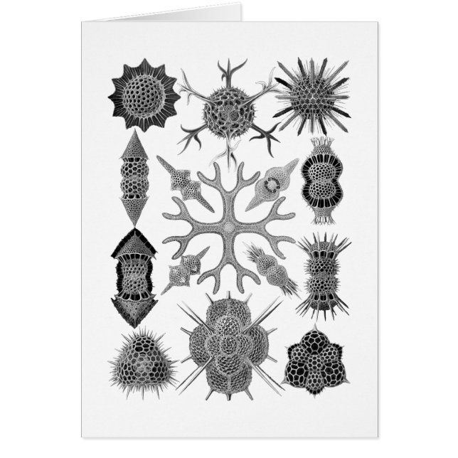 Radiolarians - amoeboid protozoans hälsningskort (Framsidan)