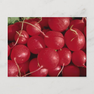Radish Photo Vykort