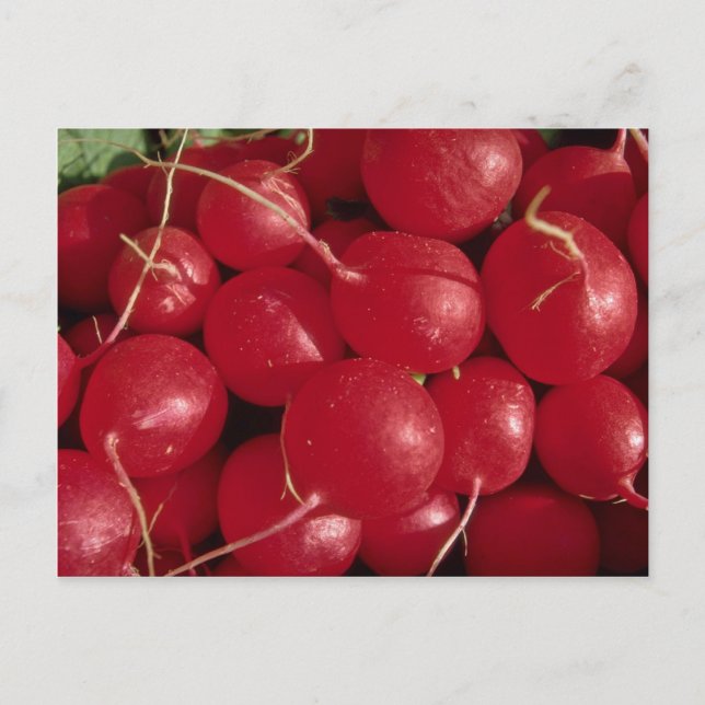 Radish Photo Vykort (Framsida)