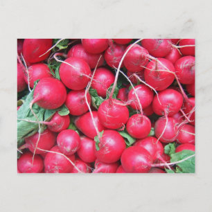 Radish Vykort
