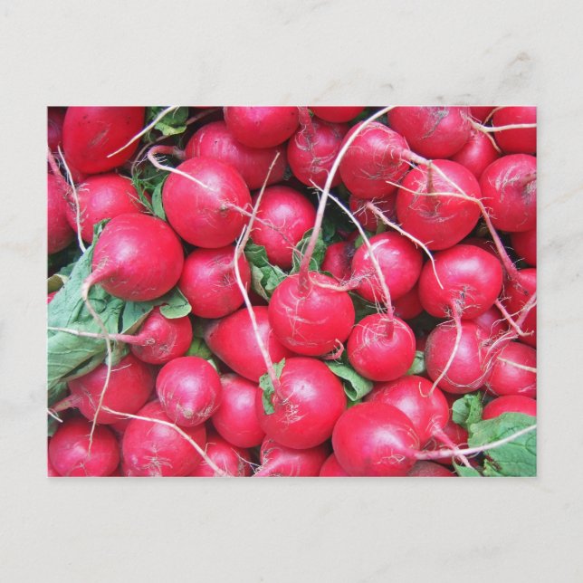 Radish Vykort (Framsida)