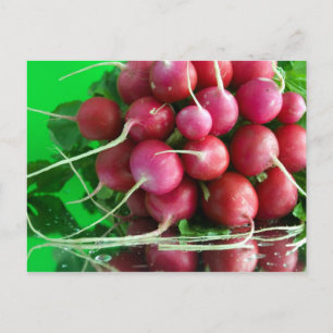 Radish Vykort