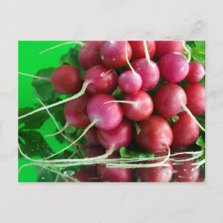 Radish Vykort