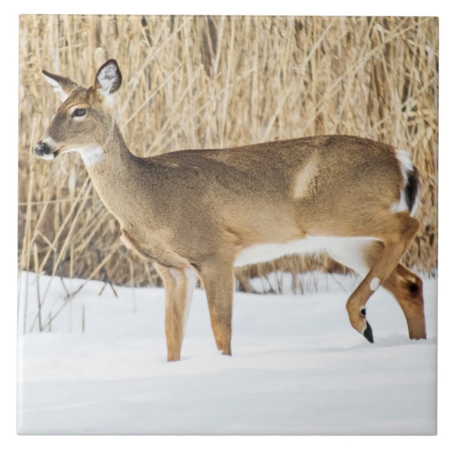 Rådjur i snö kakelplatta (Framsidan)