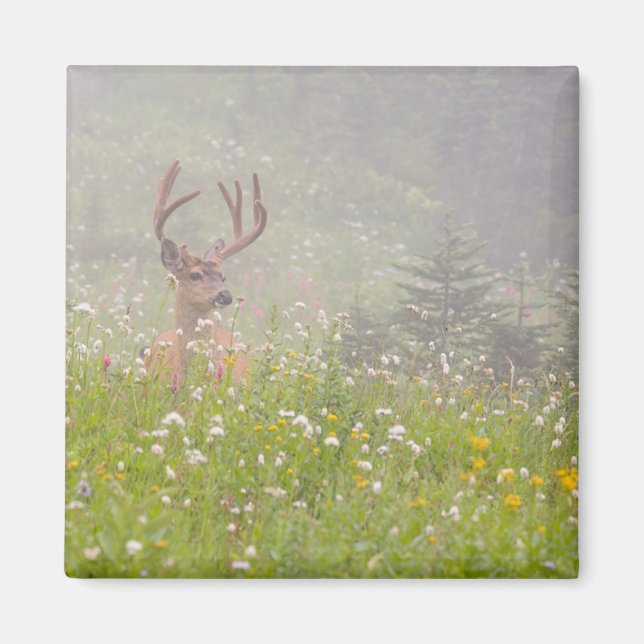 Rådjur | Mount Rainier Nationalpark Magnet (Framsidan)