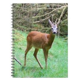 Rådjurshane i skogsmarker Natur anteckningsbok Vil