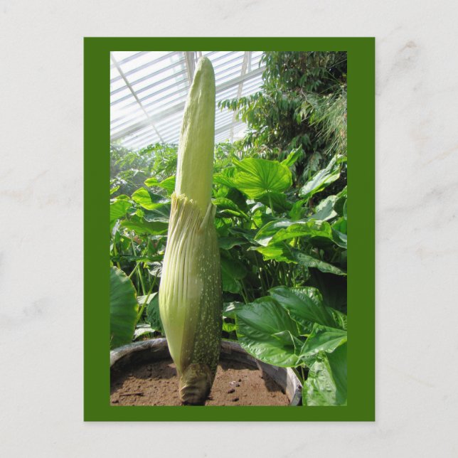 Rafflesia arnoldii vykort (Framsida)