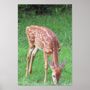 Räffotografiaffisch Poster