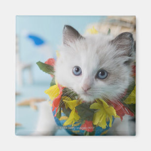 Rag Doll Kitten och Summer Vacation Magnet