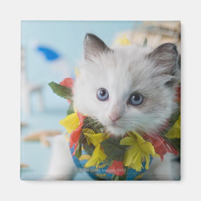 Rag Doll Kitten och Summer Vacation Magnet (Framsidan)