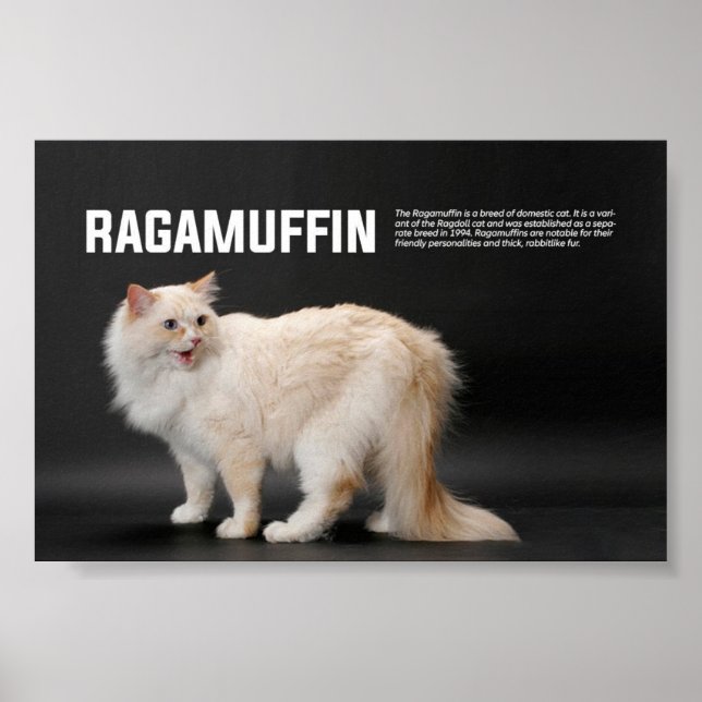 Ragamuffin Cat Breed Poster (Framsidan)