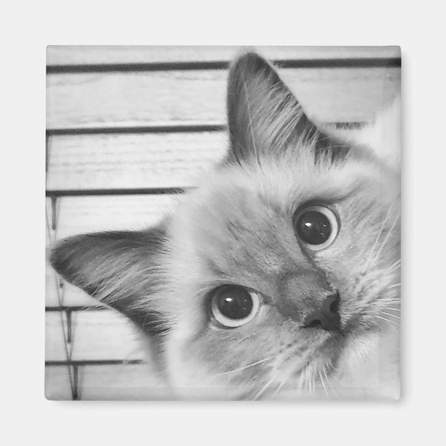 Ragdoll Alert! Magnet (Framsidan)