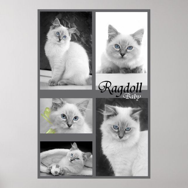 ragdoll baby poster 2 (Framsidan)