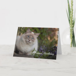 Ragdoll Birthday Card Kort