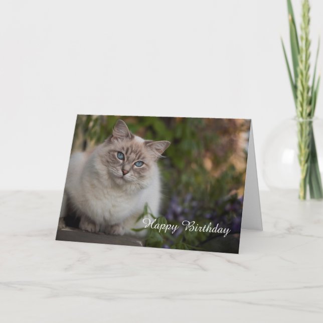 Ragdoll Birthday Card Kort (Framsida)